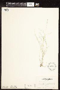 Carex disperma image
