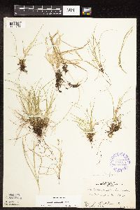 Carex disperma image