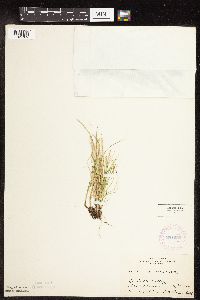 Carex disperma image