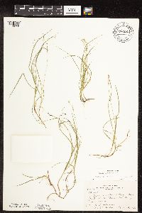 Carex disperma image
