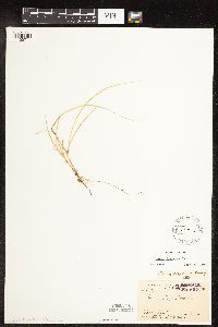 Carex disperma image