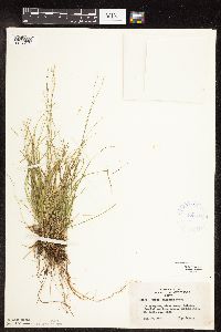 Carex disperma image