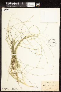 Carex disperma image