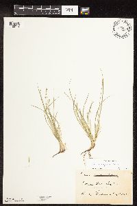 Carex disperma image
