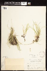Carex disperma image