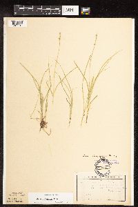 Carex disperma image