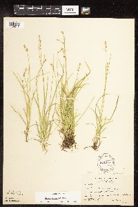 Carex disperma image