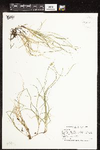 Carex disperma image