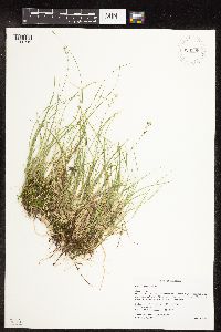 Carex disperma image