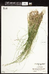 Carex disperma image