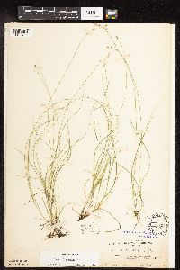 Carex disperma image