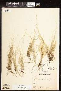 Carex disperma image