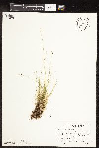 Carex disperma image