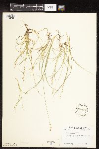 Carex disperma image