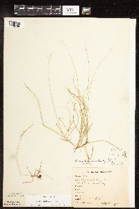Carex disperma image