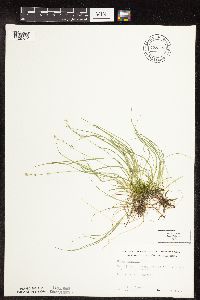 Carex disperma image