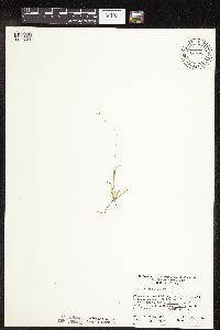 Carex disperma image