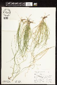 Carex disperma image