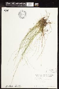 Carex disperma image