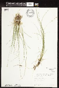 Carex disperma image