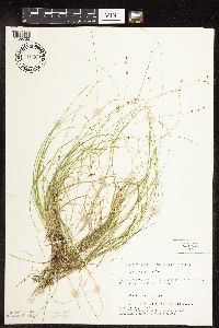 Carex disperma image