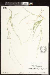 Carex disperma image