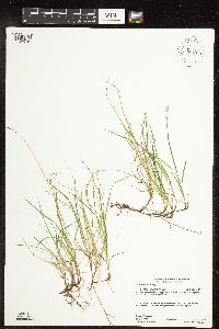 Carex disperma image
