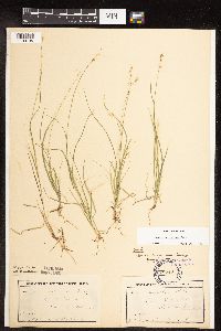 Carex disperma image