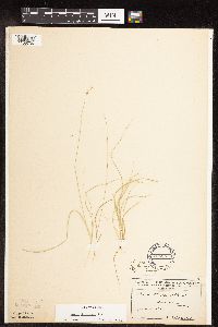 Carex disperma image