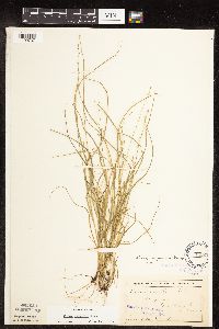 Carex disperma image