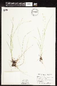 Carex disperma image