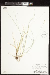 Carex disperma image