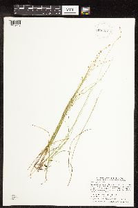 Carex disperma image