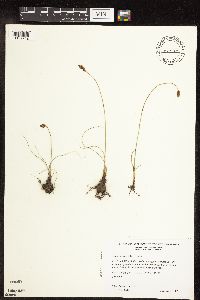 Image of Carex duriuscula