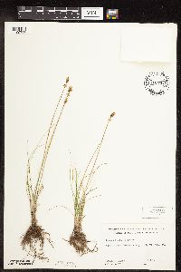 Carex duriuscula image