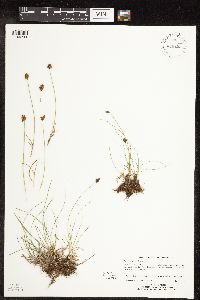 Carex duriuscula image