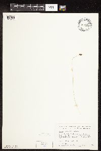 Carex duriuscula image