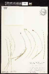 Carex duriuscula image
