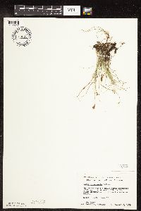 Carex duriuscula image