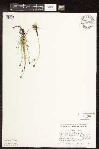 Carex duriuscula image