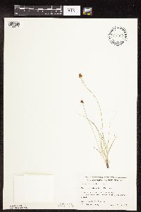 Carex duriuscula image