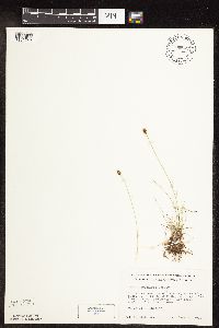 Carex duriuscula image