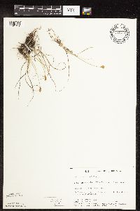 Carex duriuscula image