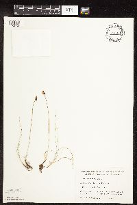 Carex duriuscula image
