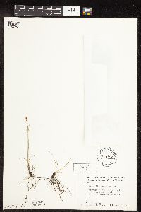 Carex duriuscula image