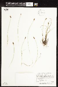 Carex duriuscula image