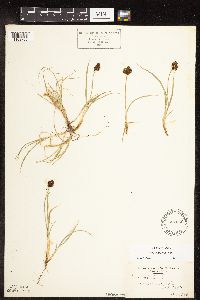Carex ebenea image
