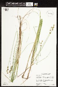 Image of Carex echinata