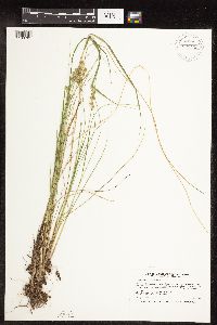 Carex echinata image