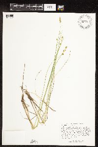 Carex echinata image